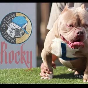 Meet your Posher, Joe